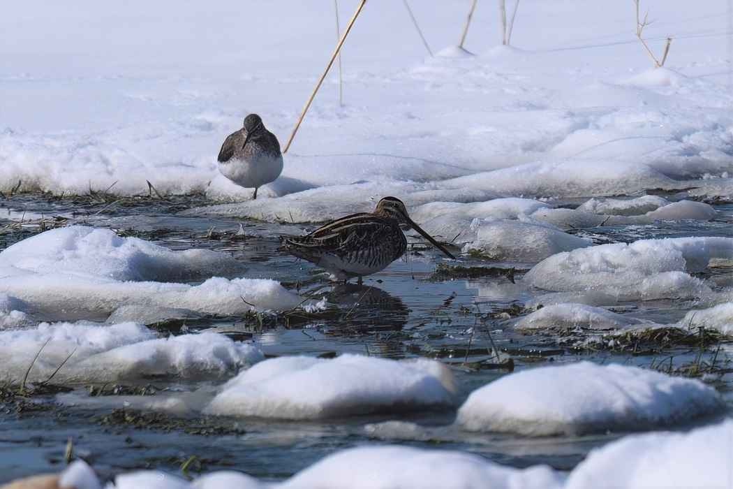 Common Snipe